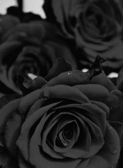 Black Rosevil是什么花？