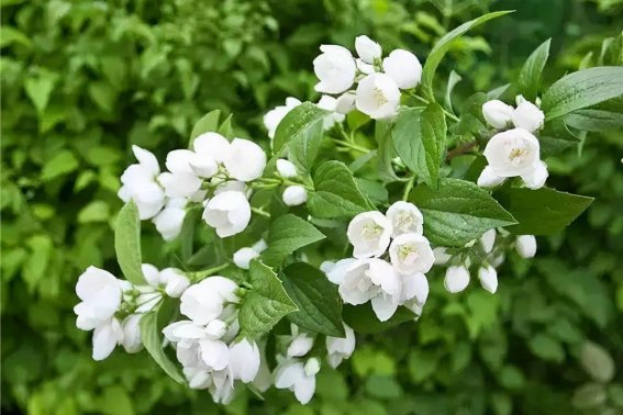 茉莉花的味道是什么?