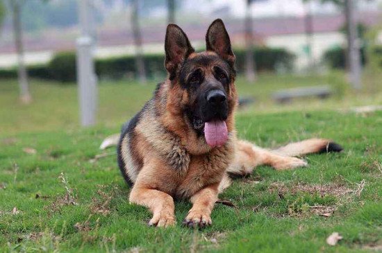 为什么淘汰锤系血统的德牧?