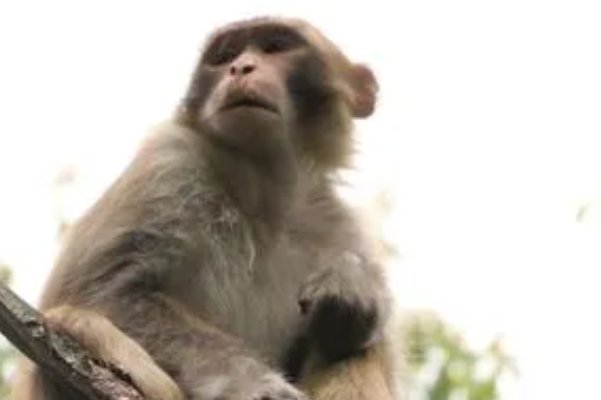 零七碎八猜一生肖