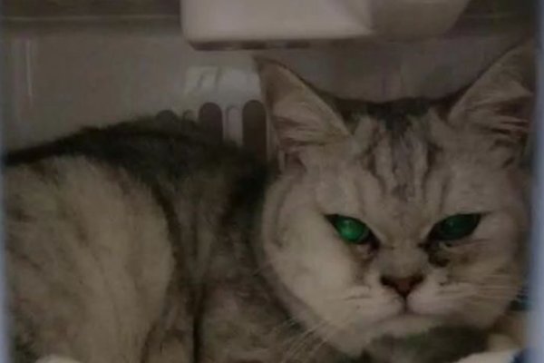 湖南永宁，市场待宰活猫被解救后查出猫瘟，吃了有猫瘟的猫会引发疾病吗？