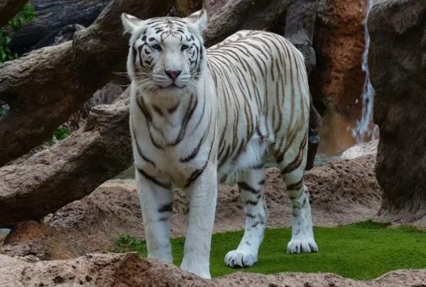 杨虎围匡打一个生肖动物