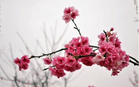 花开花落花满天，情来情去情随缘是什么意思