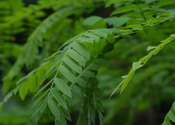 含羞草科,苏木科,蝶形花科的异同