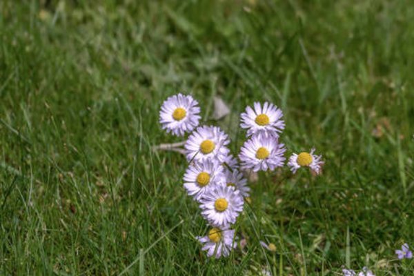花儿在绿草上跳舞狂欢他们有的扬起手臂在风中做出各种优美的动作有的什么还有