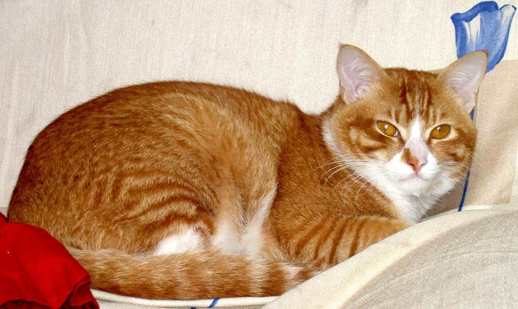 猫猫网的服务范围