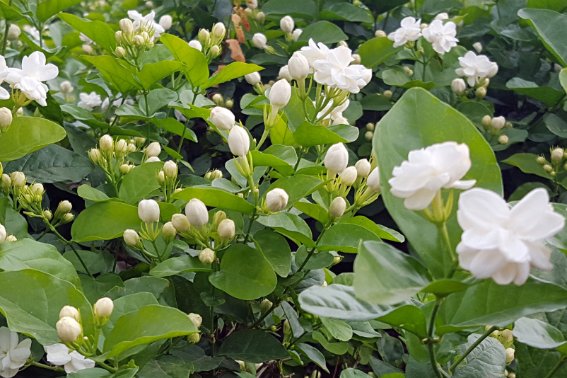 茉莉花的味道是什么？