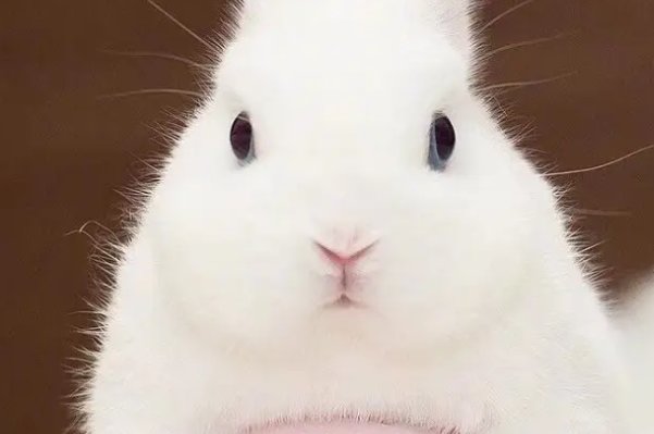 短三缺四打一动物