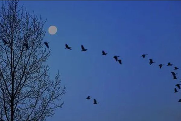 塞下曲月黑雁飞高