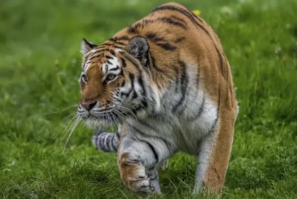 杨虎围匡打一个生肖动物