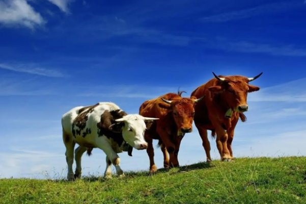 灰不喇唧的生肖