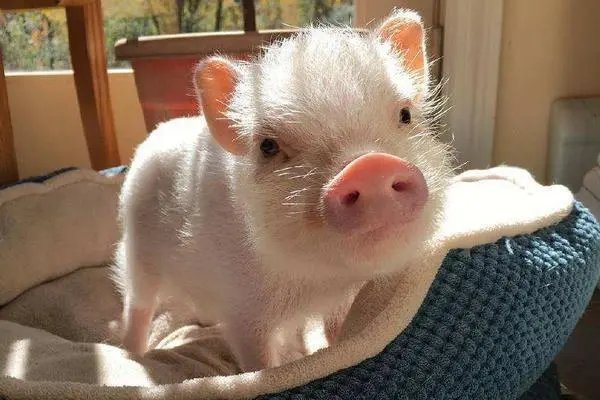 搓手跺脚是什么生肖