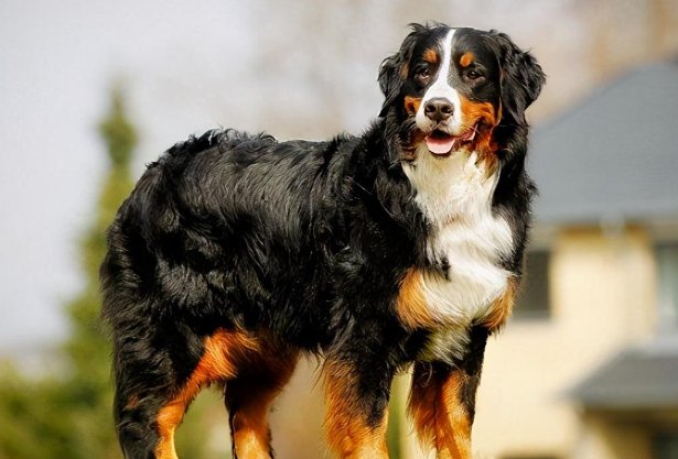 狗最长寿命能达到多少年