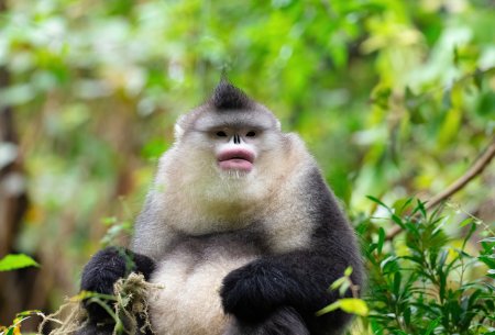 眼大肚小打一个动物