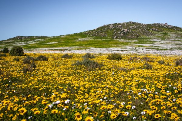 花儿在绿草上跳舞狂欢他们有的扬起手臂在风中做出各种优美的动作有的什么还有