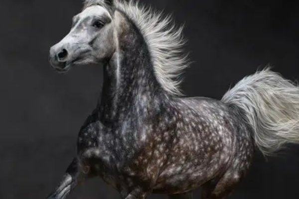 功成不居指什么生肖