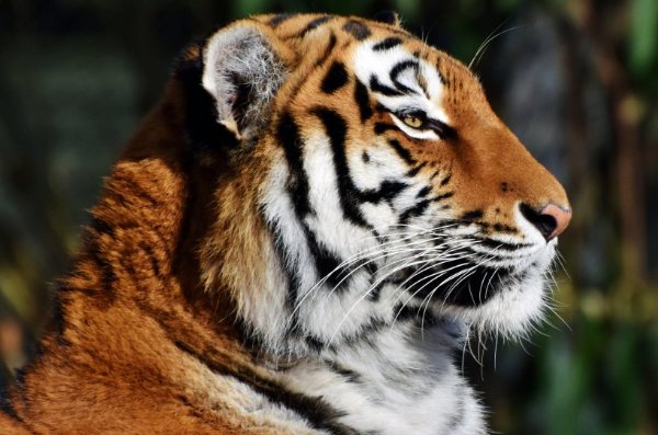 短三缺四打一动物