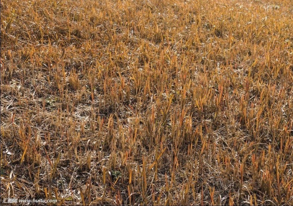 衰草枯杨是什么季节