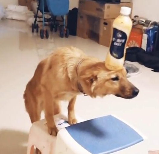 网红小狗主人:没有虐狗在表演,都是衣服的问题,为何网友不为其言论买单?