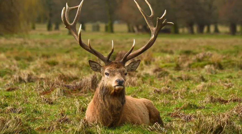 四不像长什么样子图片