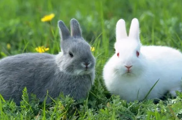 缺三短四打一正确生肖