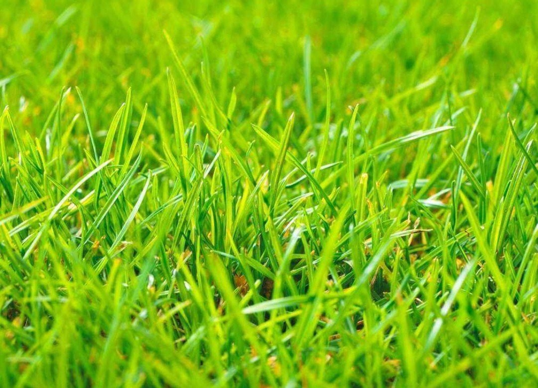 衰草枯杨是什么季节