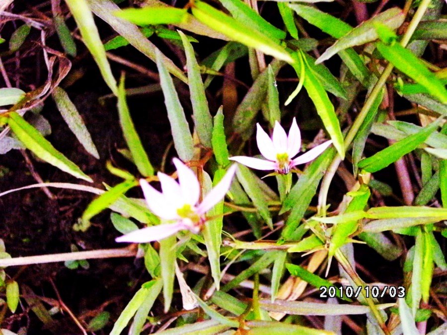 虾子草的虾子草简介