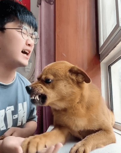 网红小狗主人：没有虐狗在表演，都是衣服的问题，为何网友不为其言论买单？