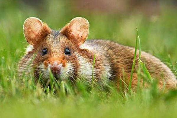 12生肖谁是学渣