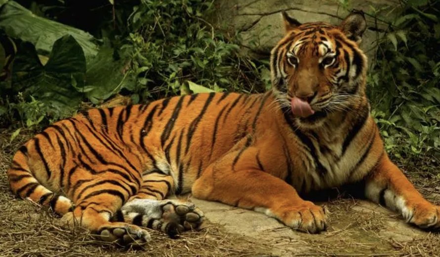 呼庚呼癸打一动物生肖