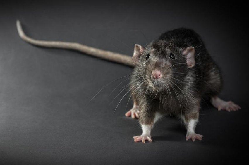 三七分帐打一动物