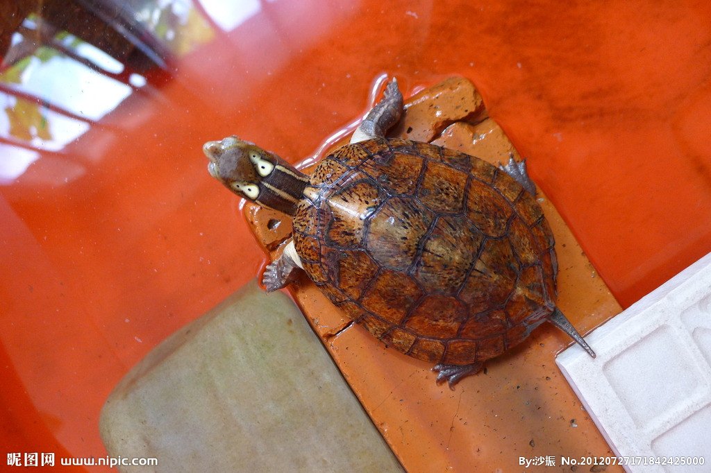 头上有两个假眼睛是什么龟