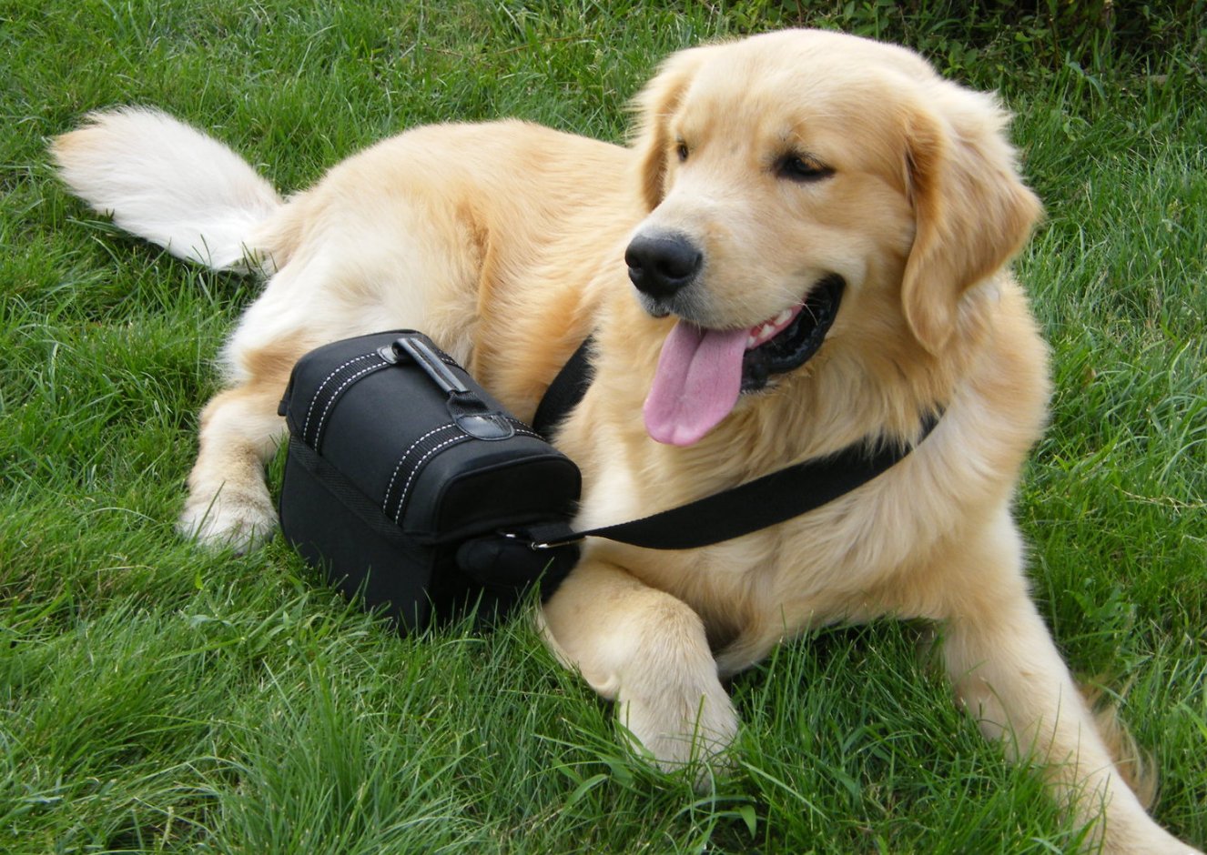 爪牙之士打一动物