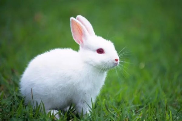 言之有据猜一生肖