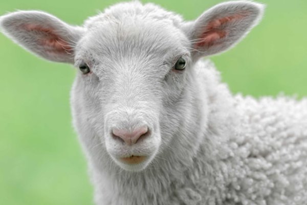 言之有据猜一生肖