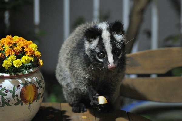 果子狸现身重庆阴条岭，它的外形有何特征？