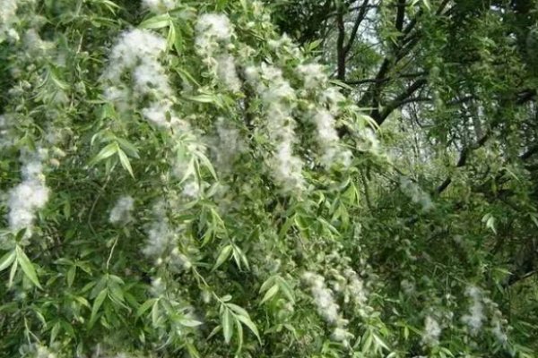 仿写柳树妈妈传播种子的办法的句子