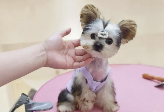 宠物美容学校排行榜前十名