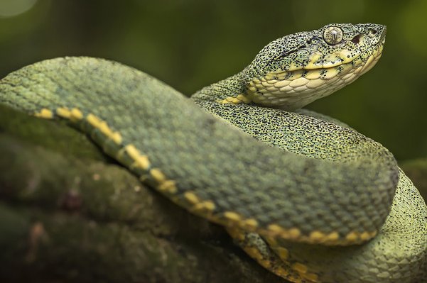 轻浪浮薄打一个生肖