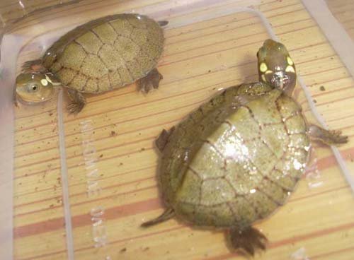 头上有两个假眼睛是什么龟