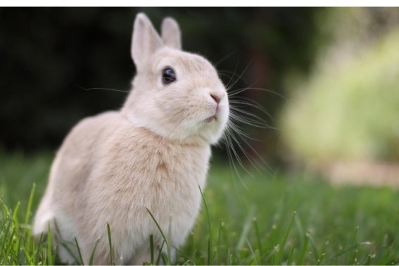 阿谀奉承打一生肖动物