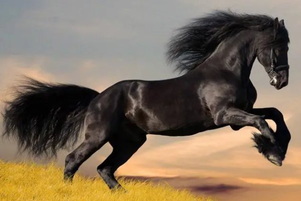 壮根叶茂是什么生肖