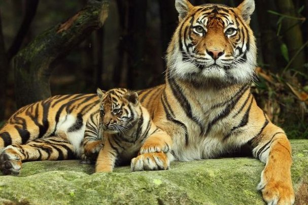 严父慈母打一准确生肖