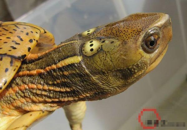 头上有两个假眼睛是什么龟