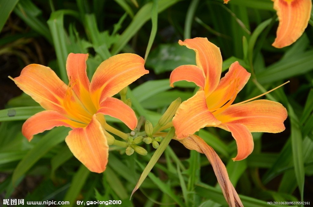有一种草叫忘尤草，它的功效是什么？
