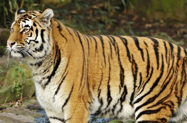 严父慈母打一准确生肖