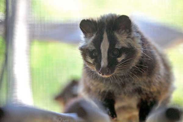 果子狸现身重庆阴条岭，它的外形有何特征？