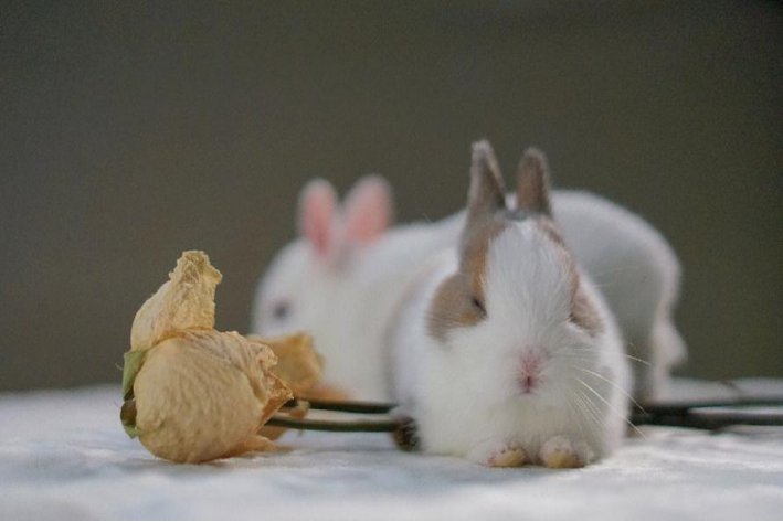 注玄尚白是什么生肖?