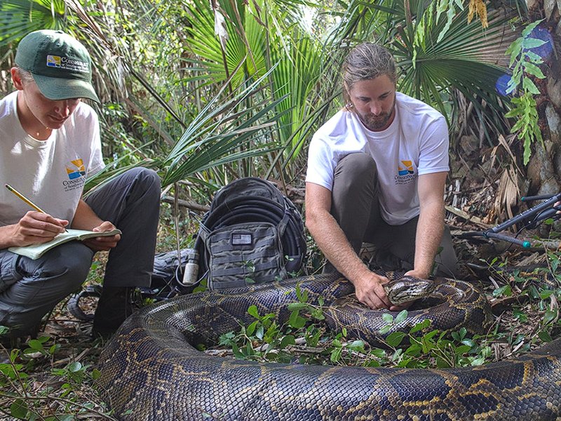 10部高分蟒蛇电影