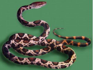 着手回春打一动物